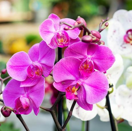 vacker lila orkidé phalaenopsis blomma