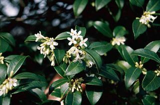 vårblommor – delavay osmanthus