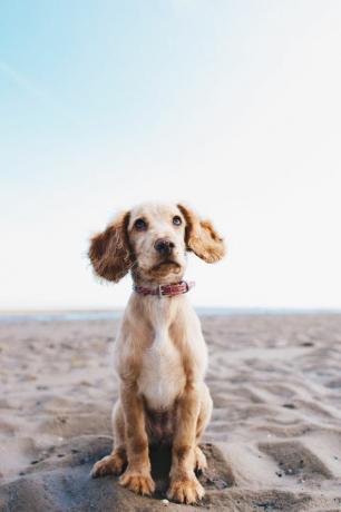 hund sitter på stranden