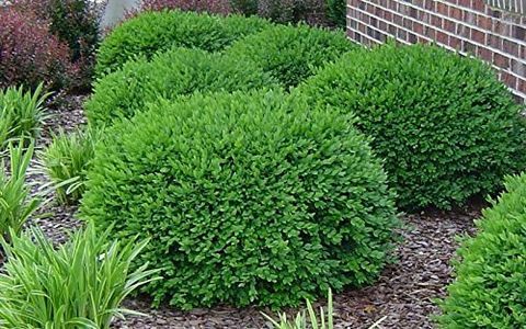 Green Velvet Boxwood Live Plant