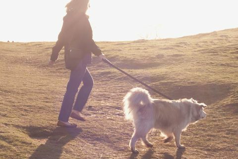 Hund som går av ägaren på landsbygden