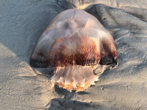 Cannonball Jellyfish Tvättas upp på stranden