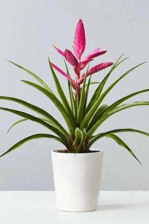 Bromeliaden Antonio