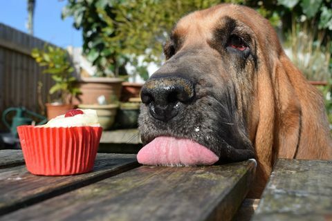 Ung Pup-vinnare vid Årets hundfotograf