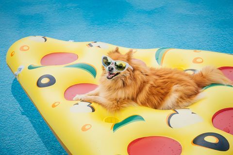 pomeranian hund på poolen flyta hund bär solglasögon, hund på semester, flytande i en pool på en pizzaformad poolflotte konceptuell bild för avkoppling, arbetsdag, minnesdag, fjärde juli och sommar roligt