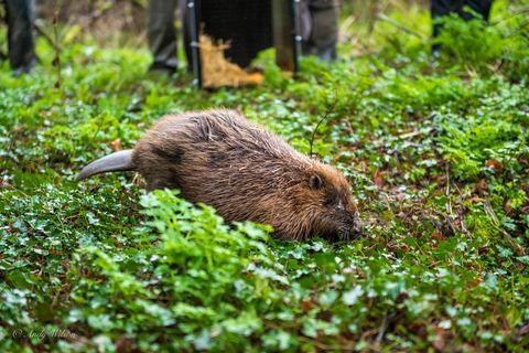 bävrar släpptes i cornwall