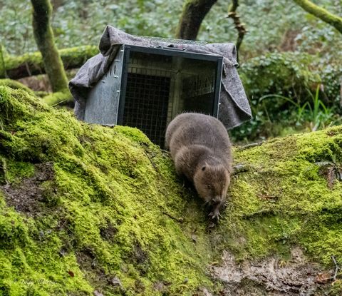 bävrar släpptes i cornwall