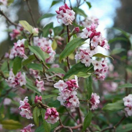 vårblommor – daphne