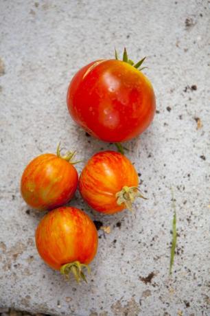 Slut upp av nya tomater på betong