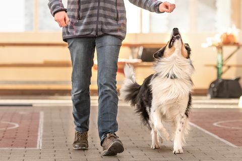 uppmärksam border collie hund arbetar tillsammans med sin ägare