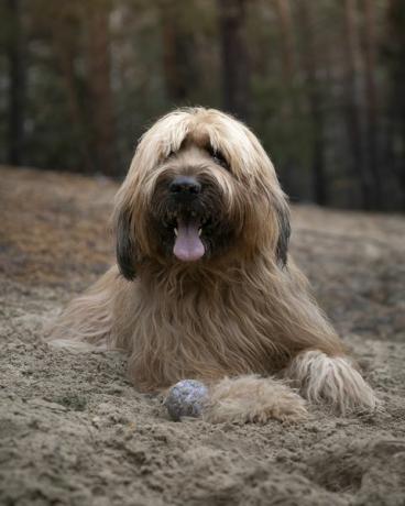 briard franch herdehund ligger i sanddynerna i skogen och vilar efter att ha lekt med bollen utomhus foto