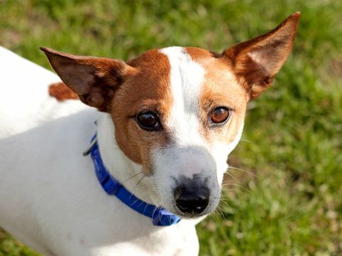 räddning hund smet klappar för vårdgivare