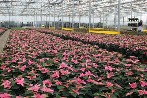 Wyevale Garden Centers lanserar exklusiva rosa julstjärnor