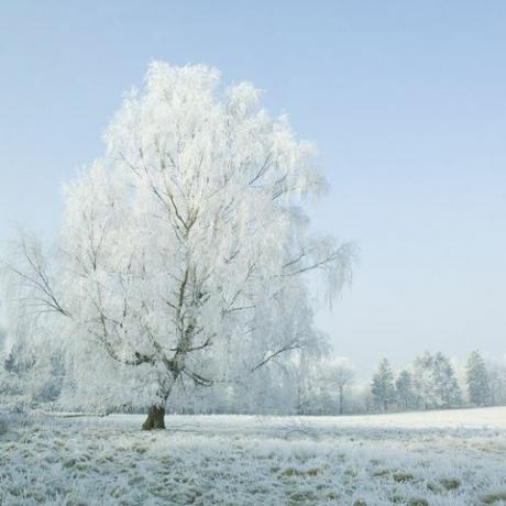 frost trädfält