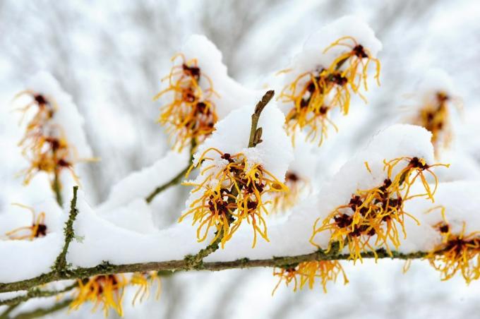 Närbild av vårblommande Hamamelis - gula blommor för häxahassel som täckas i snö