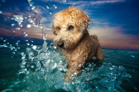 "Dogs at Play" -vinnaren av Dog Photographer of the YEar-priserna