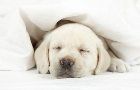 Labrador valp som sover i en säng