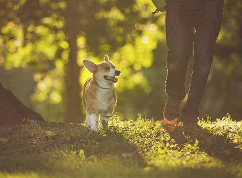 gå med hund