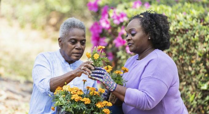 en senior afroamerikansk kvinna och hennes vuxna dotter trädgårdsarbete tillsammans på bakgården mamman håller en bricka med orange blommor i sitt knä och ger en av blommorna till sin dotter
