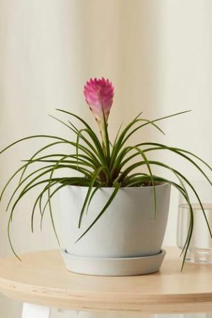 Bromeliadsommar