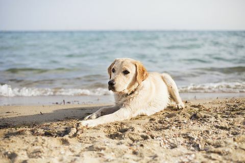 Hund som ligger på stranden
