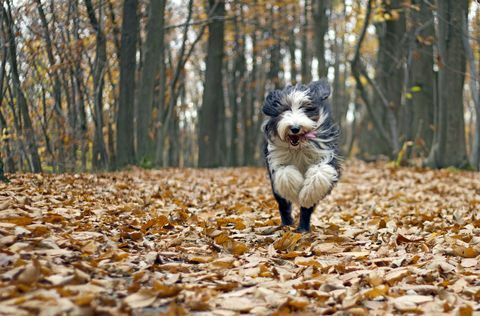 hund lämnar hösten