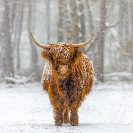 djur i snö Storbritannien