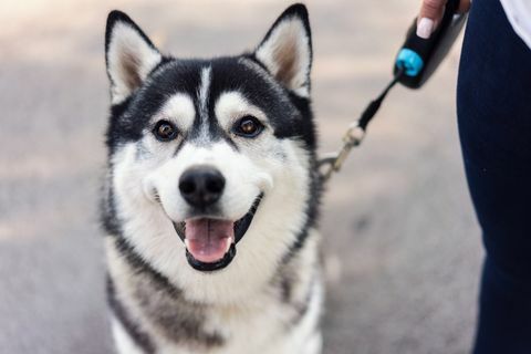 närbild porträtt av ung manlig siberian husky stående på gatan