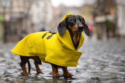 söt taxhund, svart och brun, klädd i en gul regnrock står i en pöl på en stadsgata