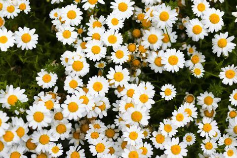 marguerite daisy vita blommor