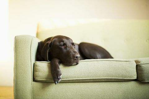 Hund som sover på den gröna soffan