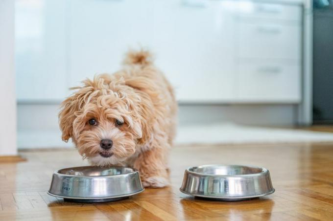 liten söt maltipoo-valp