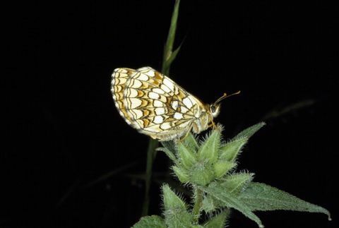 hed fritillary