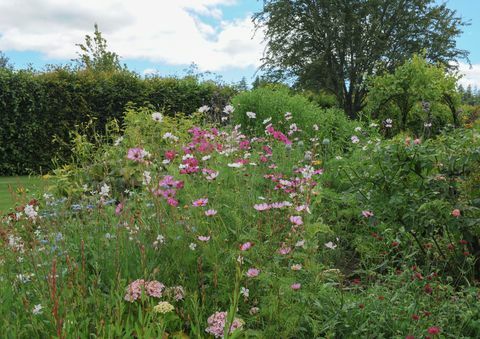 blomsterrabatt i trädgården på rosemoor, devon, england, uk