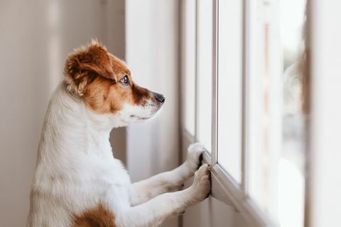 hund tittar ut genom fönstret