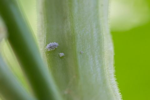 mjölbugsangrepp tillväxt av växt