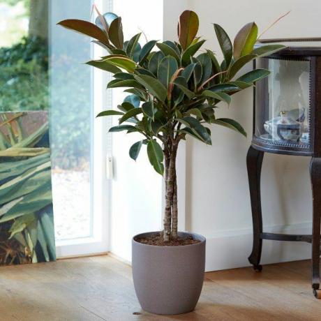 100 cm trippelstammig gummiväxt 'Melany' | Ficus elastica | 21cm Kruka | Av Plant Theory