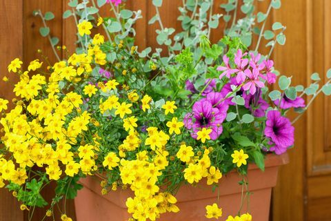 bidens ferulifolia vackra gula blommor planterade tillsammans med andra växter i krukan, sommarterrass