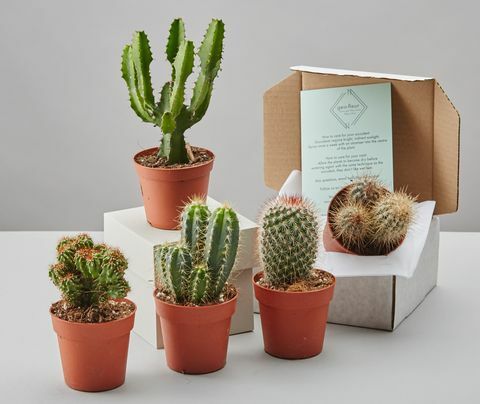 Cacti Selection Box av GEO-FLEUR, £ 24, Notonthehighstreet.com