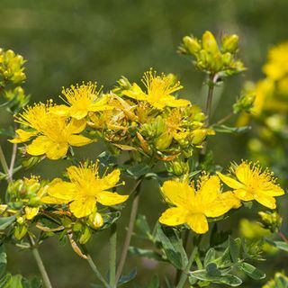 st johns wort ångest ört