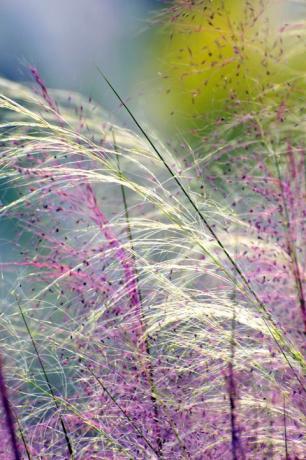 rosa muhly gräs, närbild