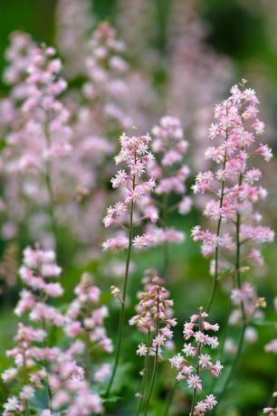 blommande heucherella i en blomsterrabatt i trädgården fotograferad på nära håll