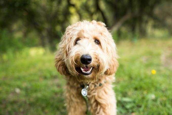 glad labradoodle hund utomhus