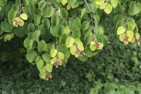 de hängande kvistarna på ett katsuraträd med färska gröna löv i en vårträdgård