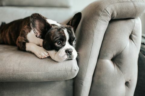en uttråkad fransk bulldog som ligger ner och vilar på soffan och tittar utanför