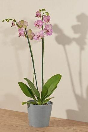 Tropicali orkidé
