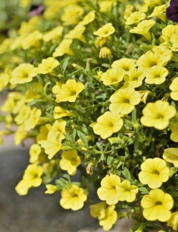 gul calibrachoa i en planter i en formell trädgård trevlig sommar bakgrund