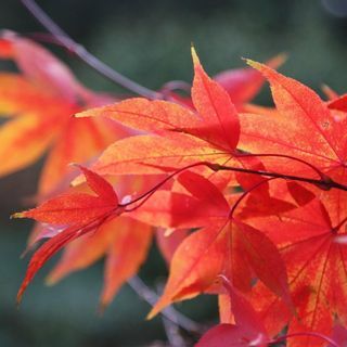 Japansk lönn – Acer palmatum 'Osakazuki'