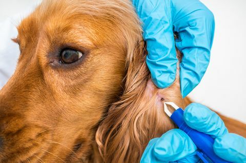 Veterinär som tar bort en fästing från Cocker Spaniel-hunden