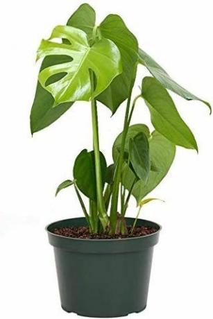 Monstera Deliciosa, 6-tums kruka